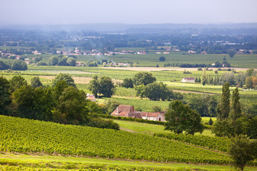 Fototapeta na wymiar Vineyard Fields in the Southern France