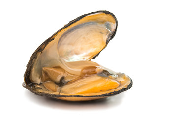 group of boiled mussels in shells isolated