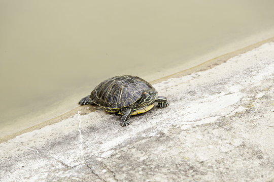 Turtle in water