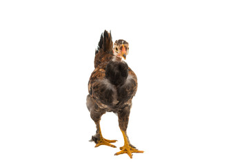 Chickens is standing and looking