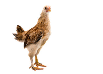Chickens is standing and looking