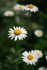 blooming white daisies on a green background