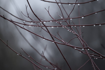 Tree branches with rain drops. Autumn background
