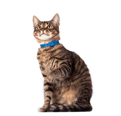 cat isolated on white background