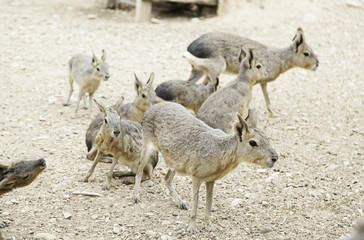 Patagonia hare in nature