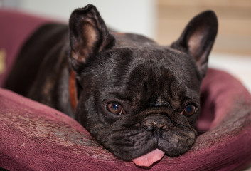 french bulldog relaxing