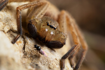 Spider attack