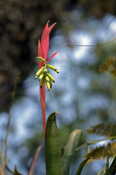 Flowering bromeliad Billbergia distachia