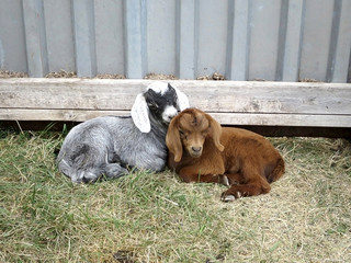 One-week-old goat kids