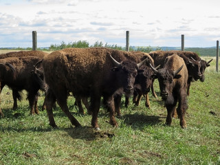 American Bison