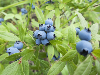 Wild ripe blueberries on bush