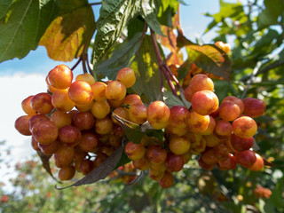 Bunch of wild unripe viburnum