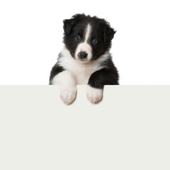 Australian Shepherd Welpe