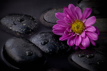 Fototapeta na wymiar The flower on river stones spa treatment scene on black backgrou
