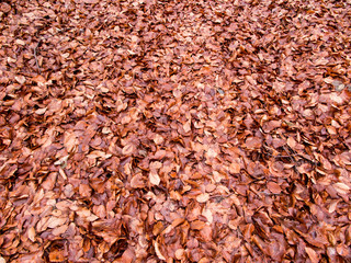  wet beech leaves fallen to the ground as the background