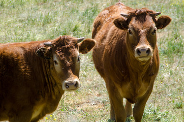 Fototapeta premium TOROS , VACAS , VACA , ARTIODACTILO , BOBIDO , DOMESTICO , CHULETON , TRANSHUMANCIA , MALPARTIDA , SALAMANCA , MORUCHA , CHOTO