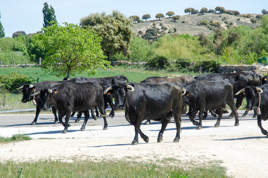 TOROS , VACAS , VACA , ARTIODACTILO , BOBIDO , DOMESTICO , CHULETON , TRANSHUMANCIA , MALPARTIDA , SALAMANCA  , MORUCHA , CHOTO