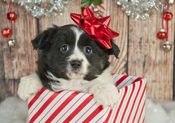 Christmas Puppy
