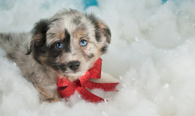 Christmas Puppy