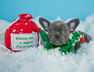 Christmas Puppy