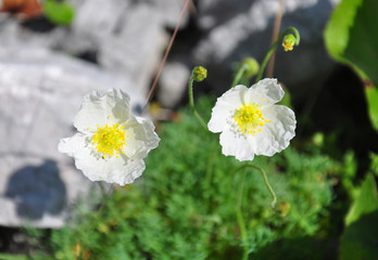 Alpen-Mohn (Papaver alpinum)
