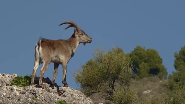  Iberian male ibex in the top of the mountain with blue sky and green pine   