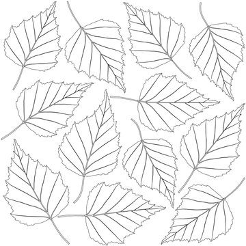contoured birch leaves
