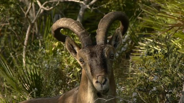   close-up of male Iberian ibex in the forest   