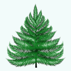 fir-tree