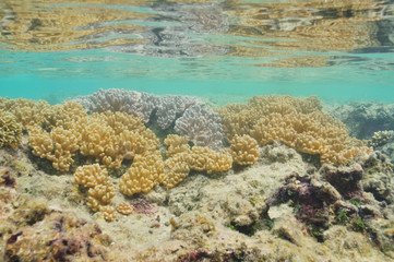 Pastel colored hard corals in shallow water of tropical southern Pacific ocean.