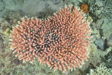 Pink hard coral block from top with school of tiny blue coral fish hiding among its branches.