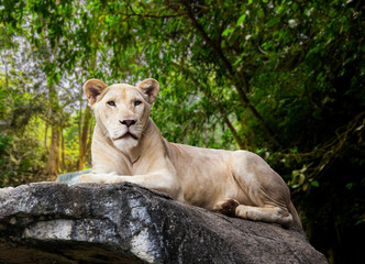 portrait of lioness.  Lioness lying on rock