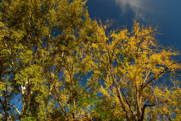 Fototapeta premium trees