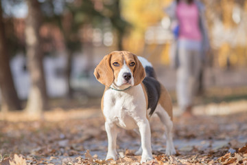 Autumn walk with beagle dog