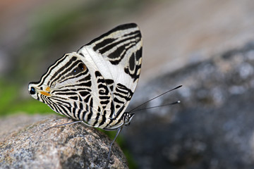 Brazilian butterfly Colobura dirce in the Atlantic  Rainforest