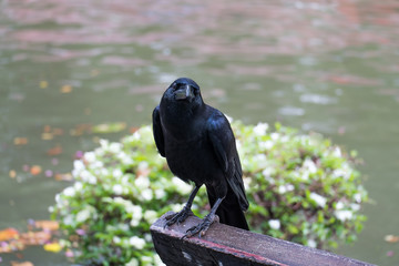 crow