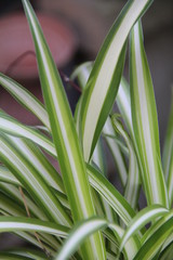 Obraz premium オリヅルラン