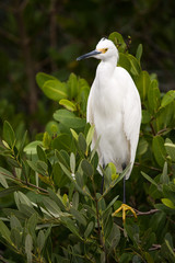 Snowy Egret