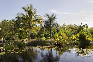 Fototapeta na wymiar Lake with palm trees