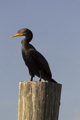 Cormorant sitting on wooden pole
