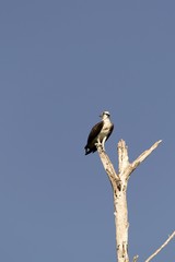 Osprey sitting on tree top