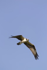 Osprey in flight