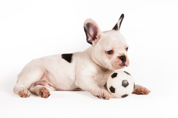 Obraz premium French bulldog puppy