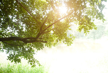 Green leaves in a forest framing the sun