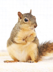 amerikanisches Eichhörnchen