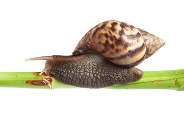 Snail crawling on green stem of plant with white background