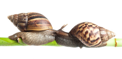 Snail crawling on green stem of plant with white background