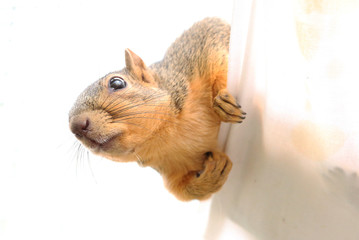 amerikanisches Grauhörnchen