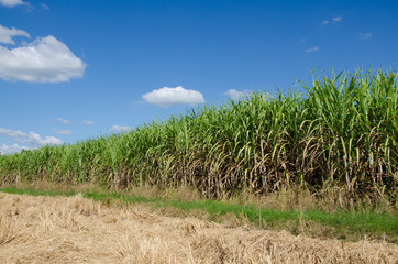 Obraz premium sugarcane plants grow in field