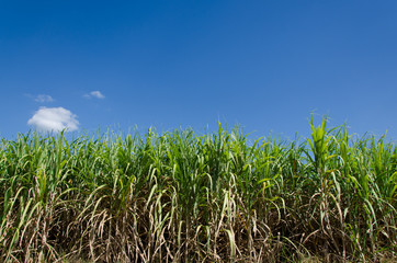 sugarcane plants grow in field
